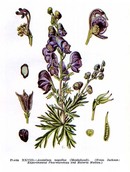 1. Aconite - Aconitum Napellus image