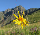 3. Arnica - Arnica Montana image