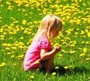 What You May Not Know About Dandelions... image