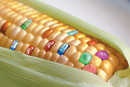 1.  GMO FOODS image