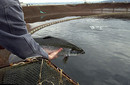5.  FARMED SALMON image