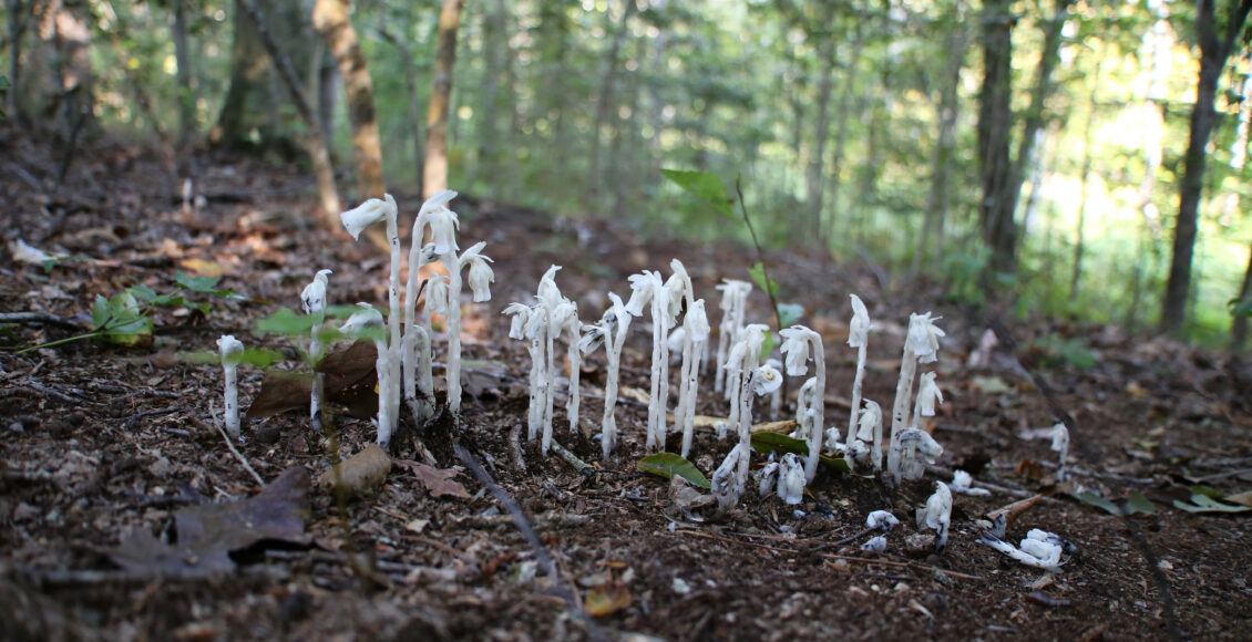 FARM Ghost Pipe Group Path Better V2
