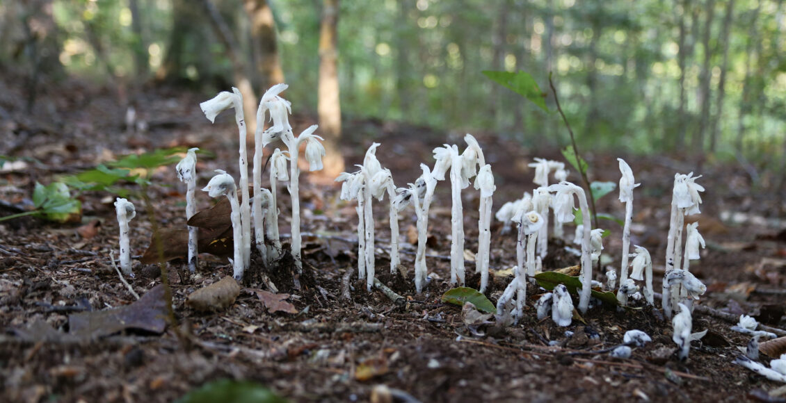 FARM Ghost Pipe Group on Path Close Watermarked
