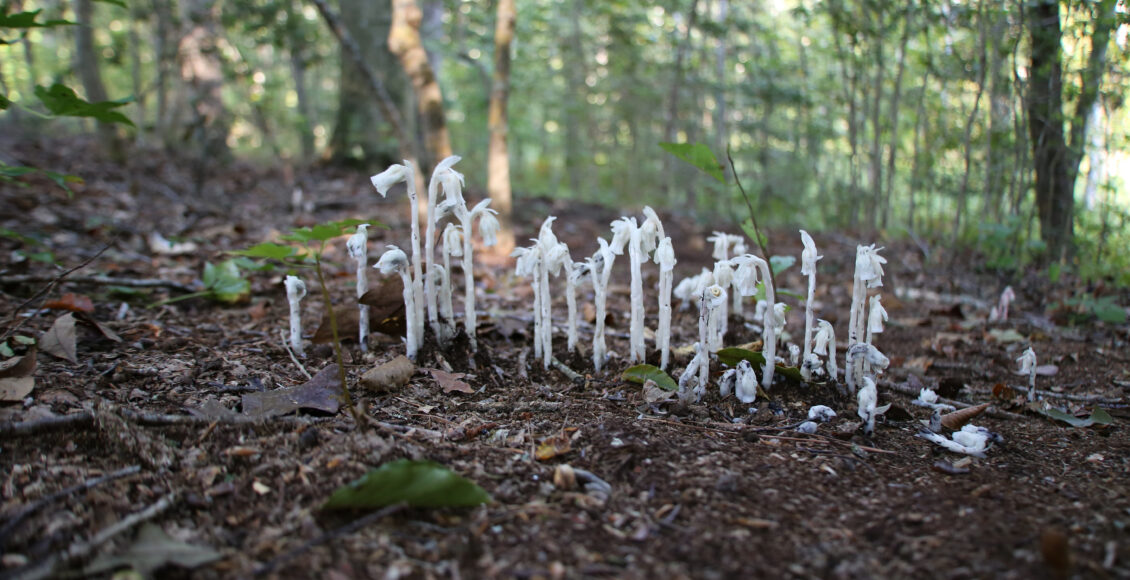FARM Ghost Pipe Path Group Fuzzy