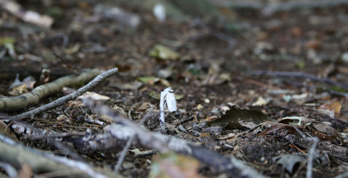 FARM Ghost Pipe Tiny Single on Path V2