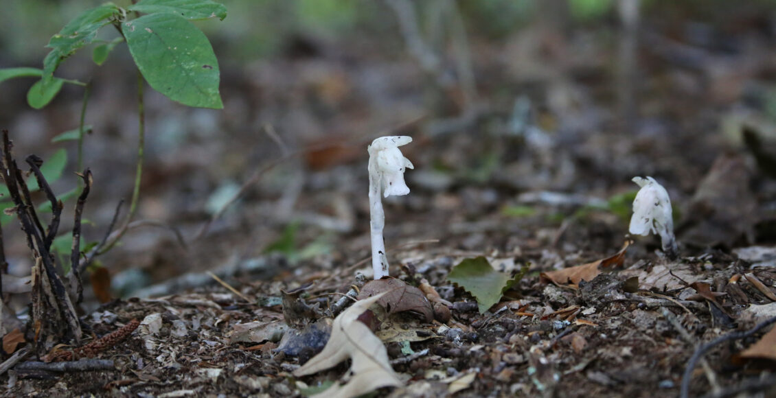 FARM Ghost Pipe Two Tiny Singles on Path V2