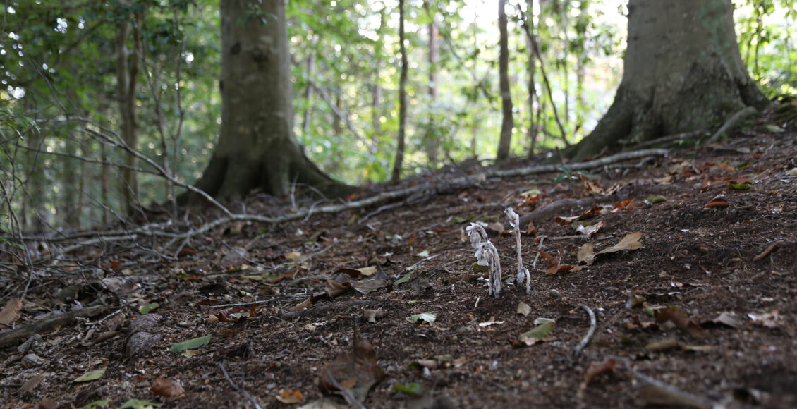 FARM Ghost Pipes Small Group on Path Two Trees V2