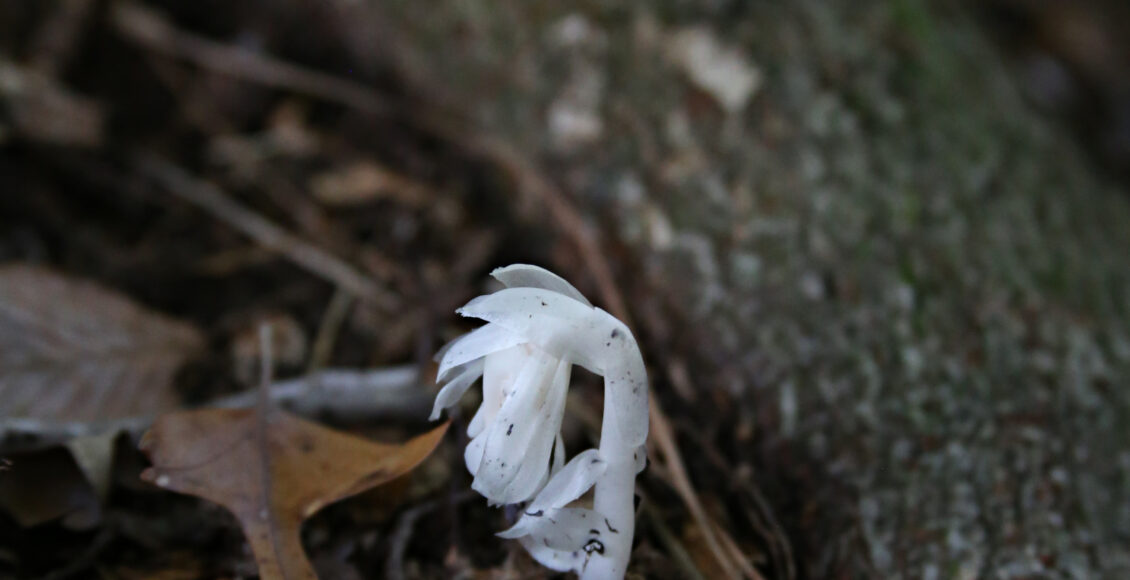 FARM Small Single Ghost Pipe by Tree V2