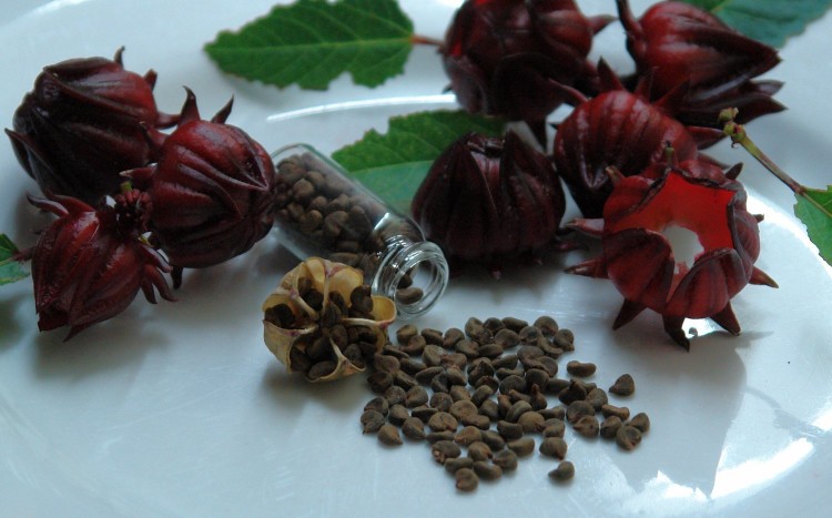 Purchase Red Roselle (Hibiscus Sabdariffa) Jamacian Sorrel - 50+ Rare Organic Heirloom Seeds in a Glass Vial with Silica Beads and Organic Cotton For Excellent Long Term Storage