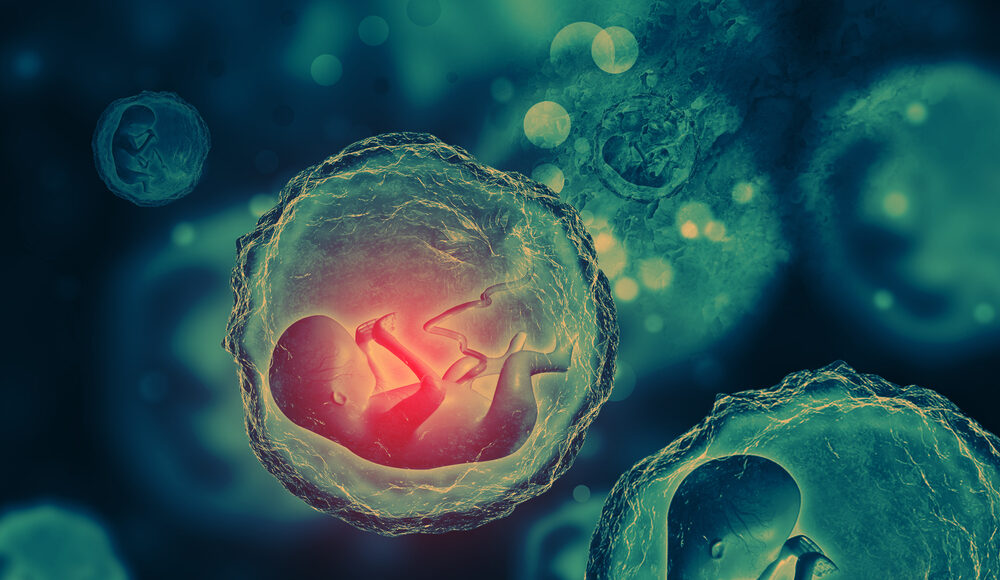 Human,Fetus,On,Scientific,Background.,3d,Illustration